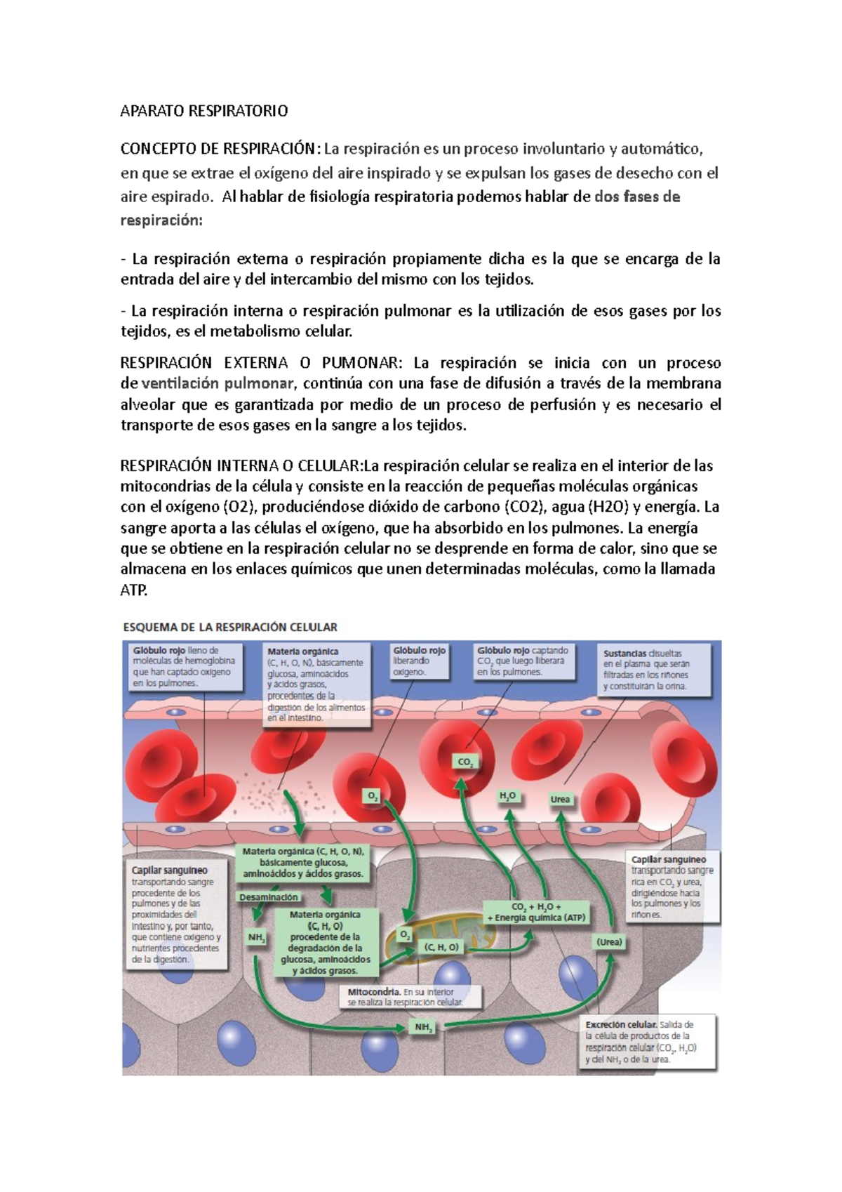 Aparato Respiratorio Aparato Respiratorio Concepto De Respiraci N La