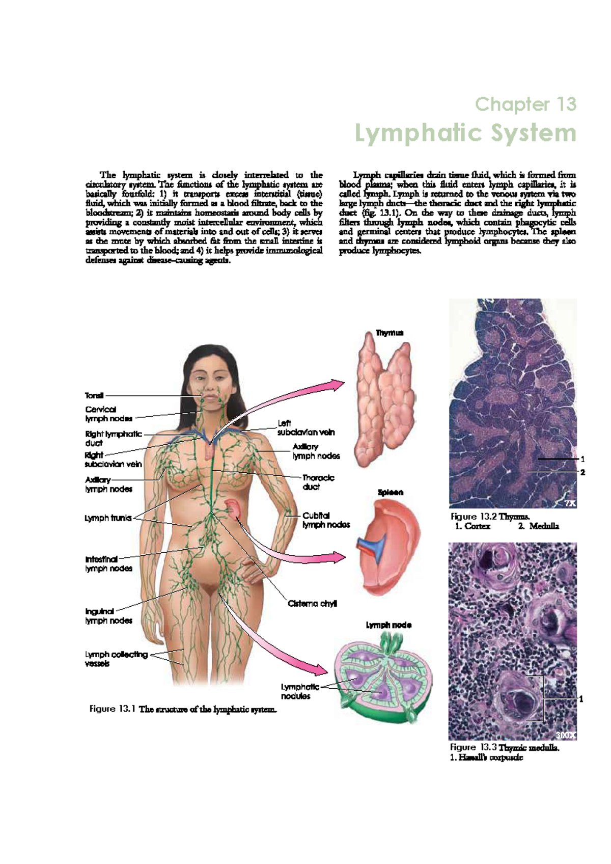Chapter 13 Lymphatic VDG - History of Health Sciences - Lymphatic ...