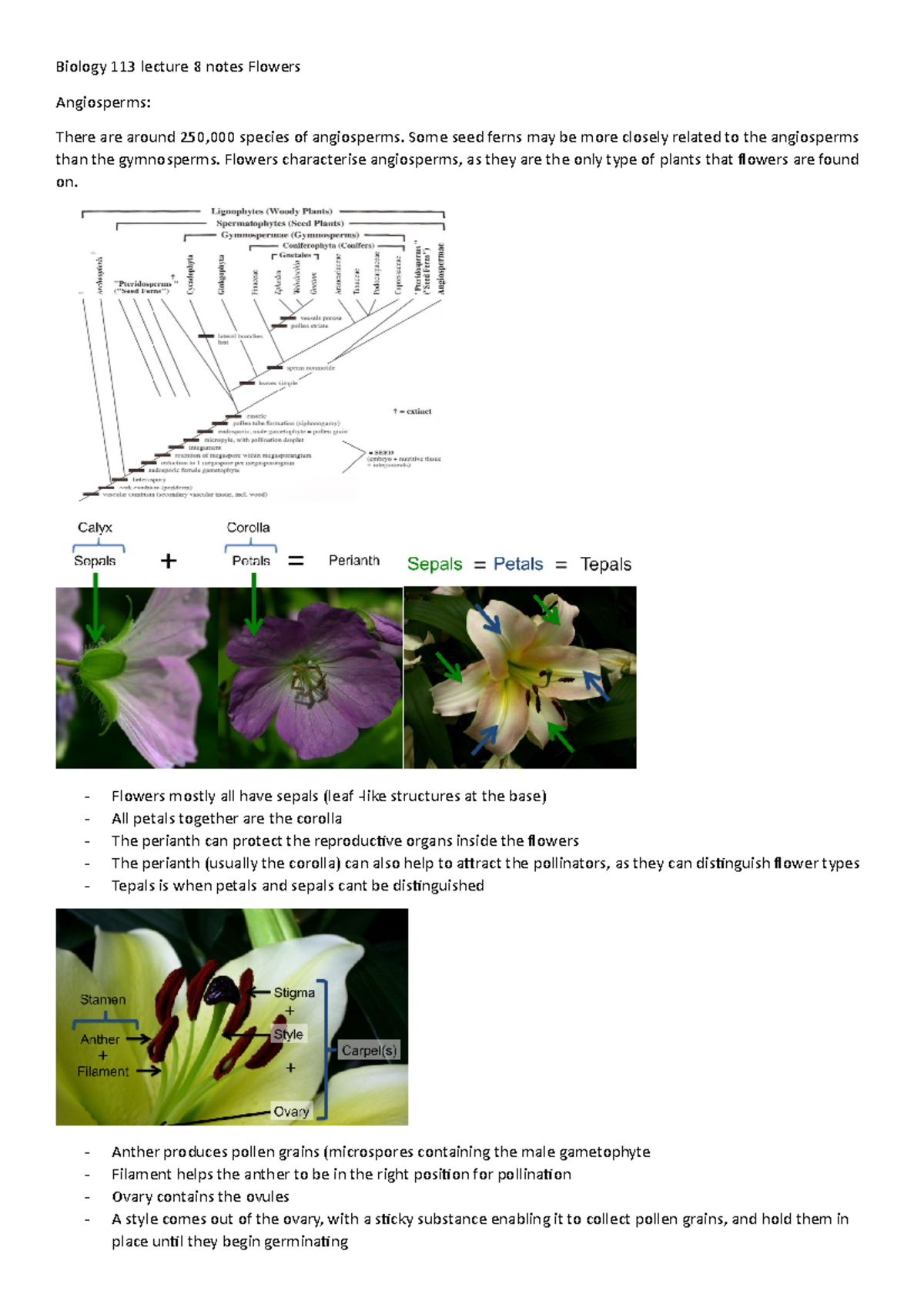 Lecture 8 notes Flowers - Biology 113 lecture 8 notes Flowers ...