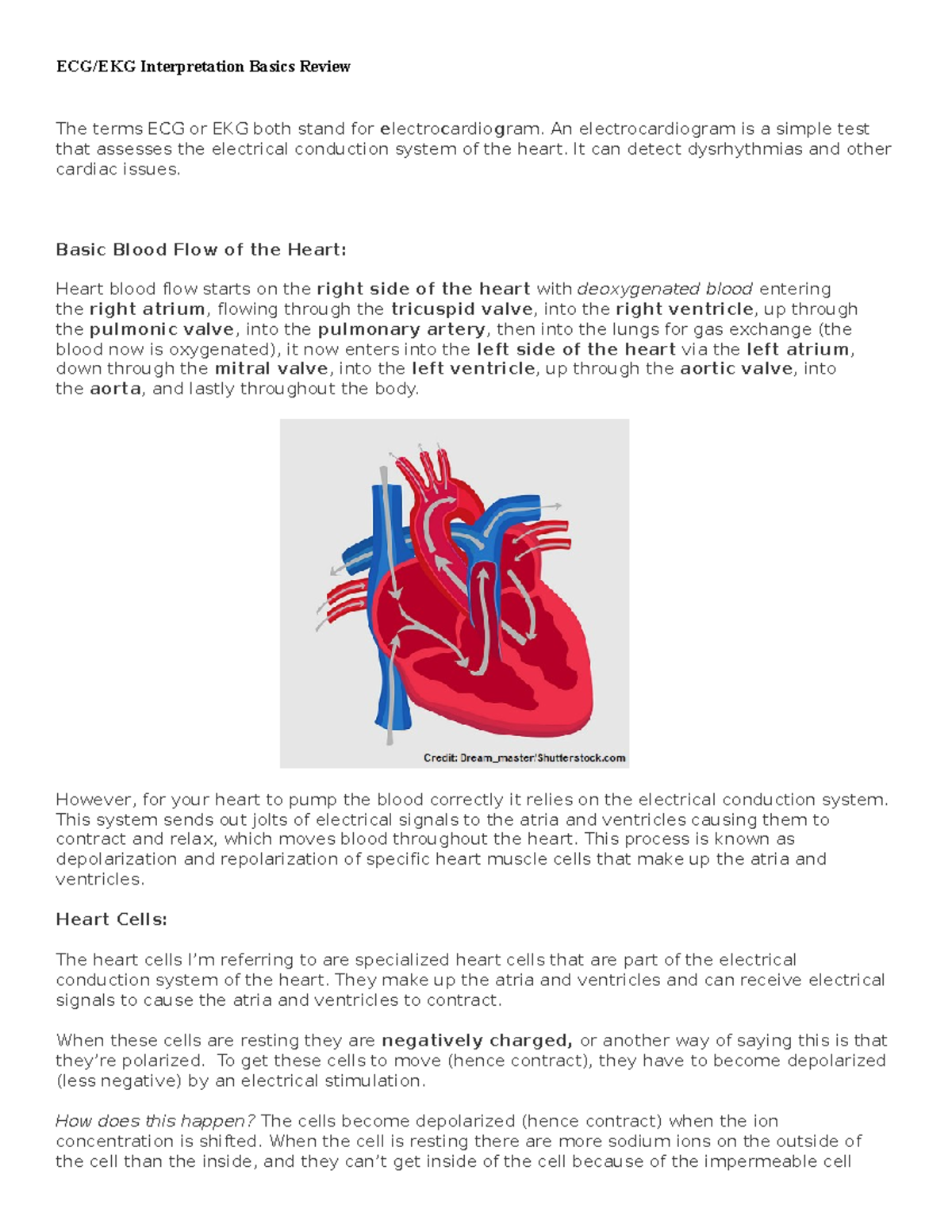 ECG Course ECG/EKG Interpretation Basics Review The terms ECG or