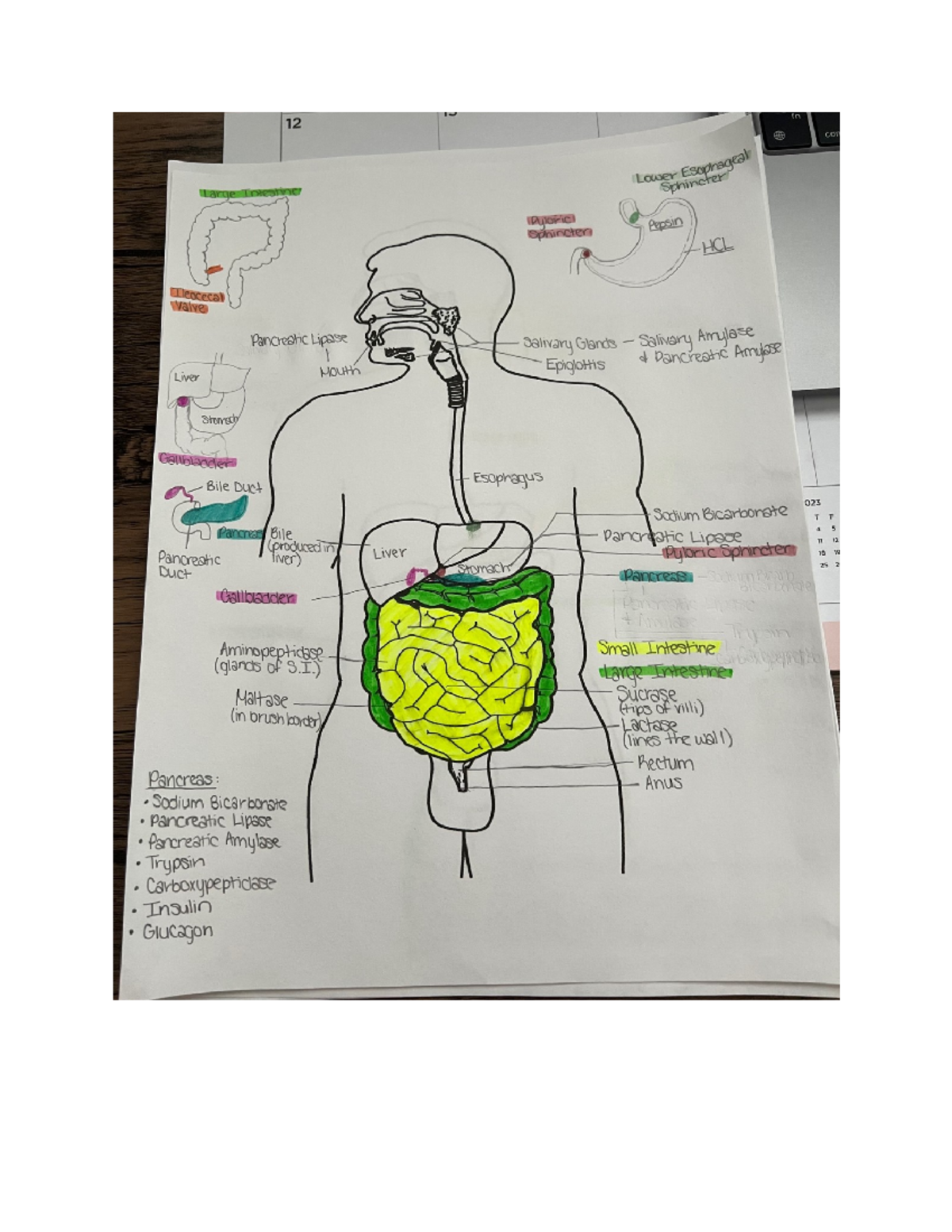 Stomach Perforation - BSC 2085 - Works Cited: “Gastrointestinal ...