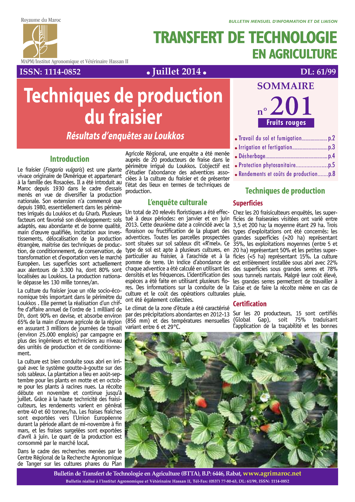Les chicorées - Transfert de Technologie en Agriculture Maroc