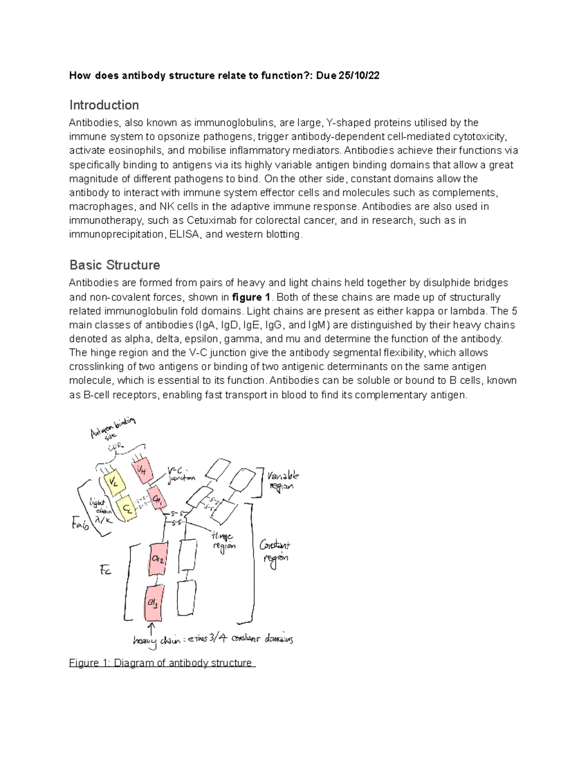 How does antibody structure relate to function antibodies achieve