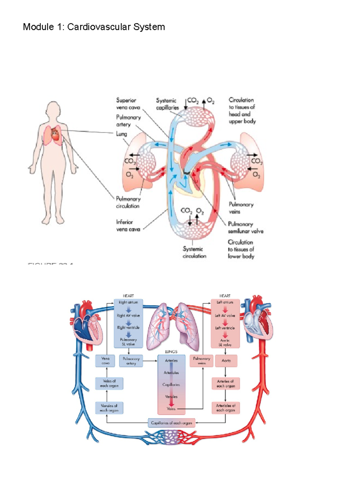 Module 1- Introduction to alterations to the cardiovascular system ...