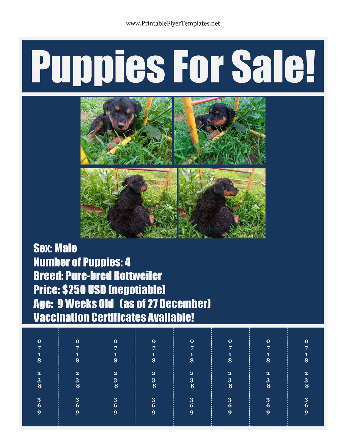 Puppies For Sale Flyer Y Web Applications Development 