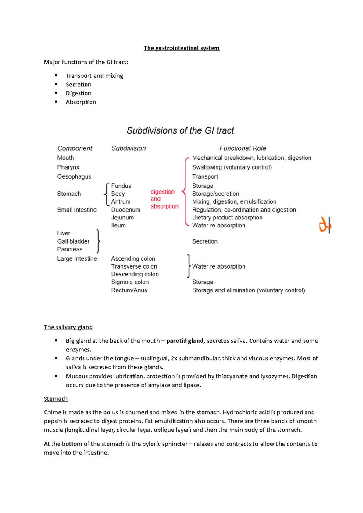 The gastrointestinal system - The gastrointestinal system Major ...