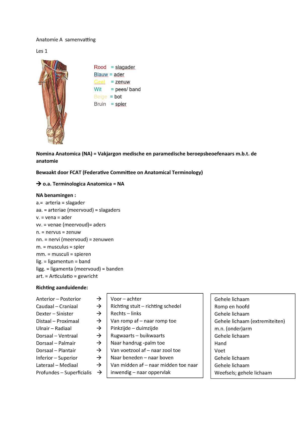 Anatomie A Samenvatting - StudeerSnel