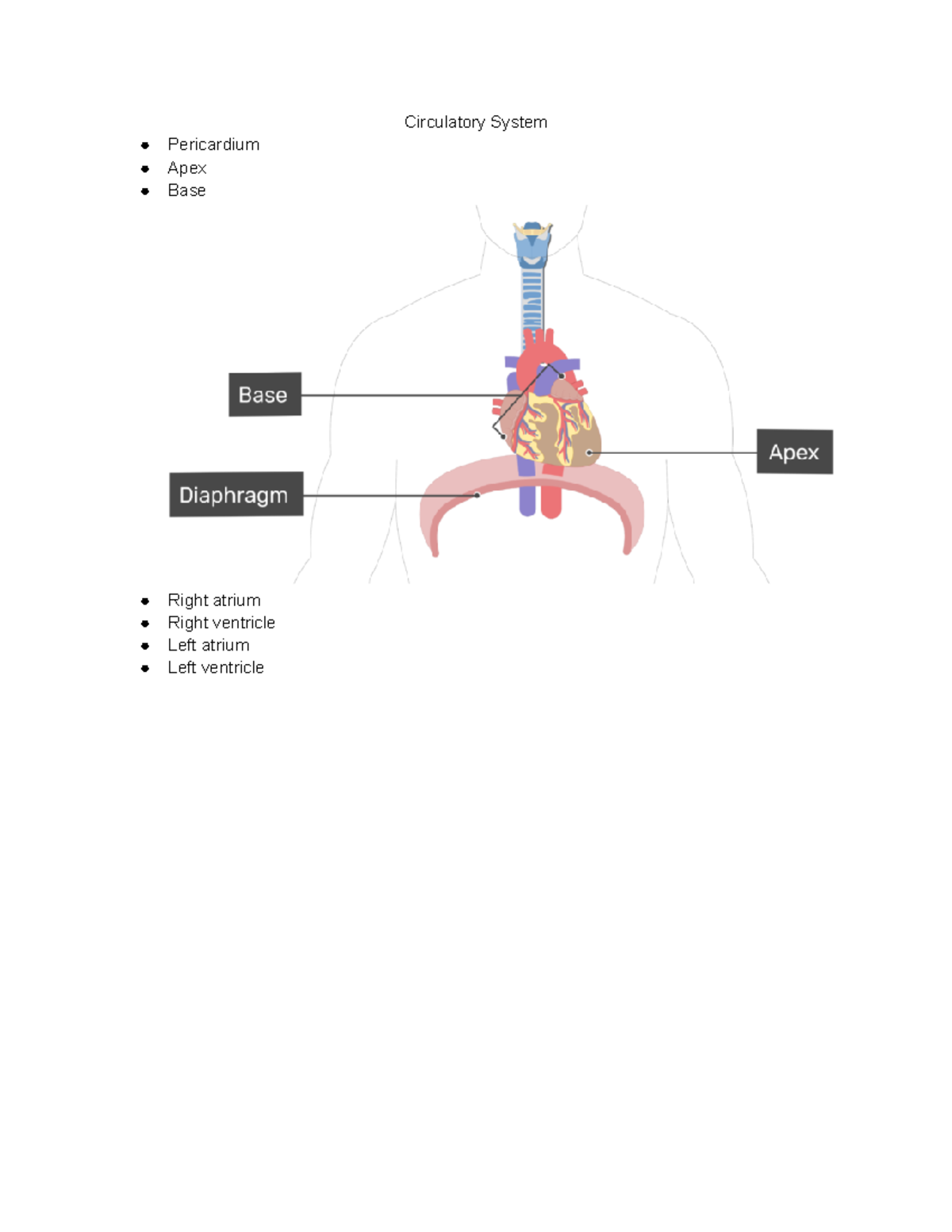 Circulatory System Anatomy Lab - NSG 502 - Circulatory System ...