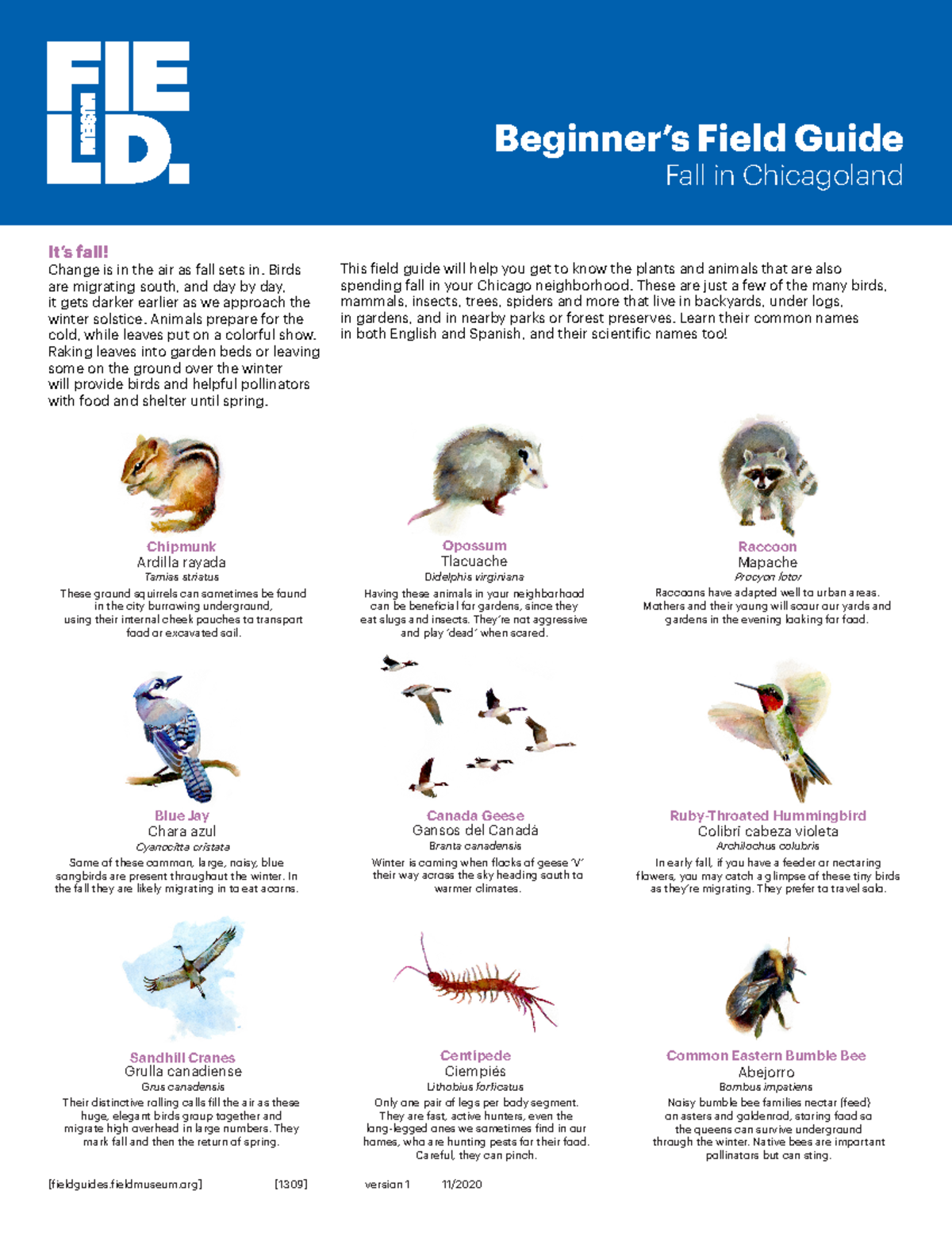 1309 en chicago beginners fall - Beginner’s Field Guide Fall in ...