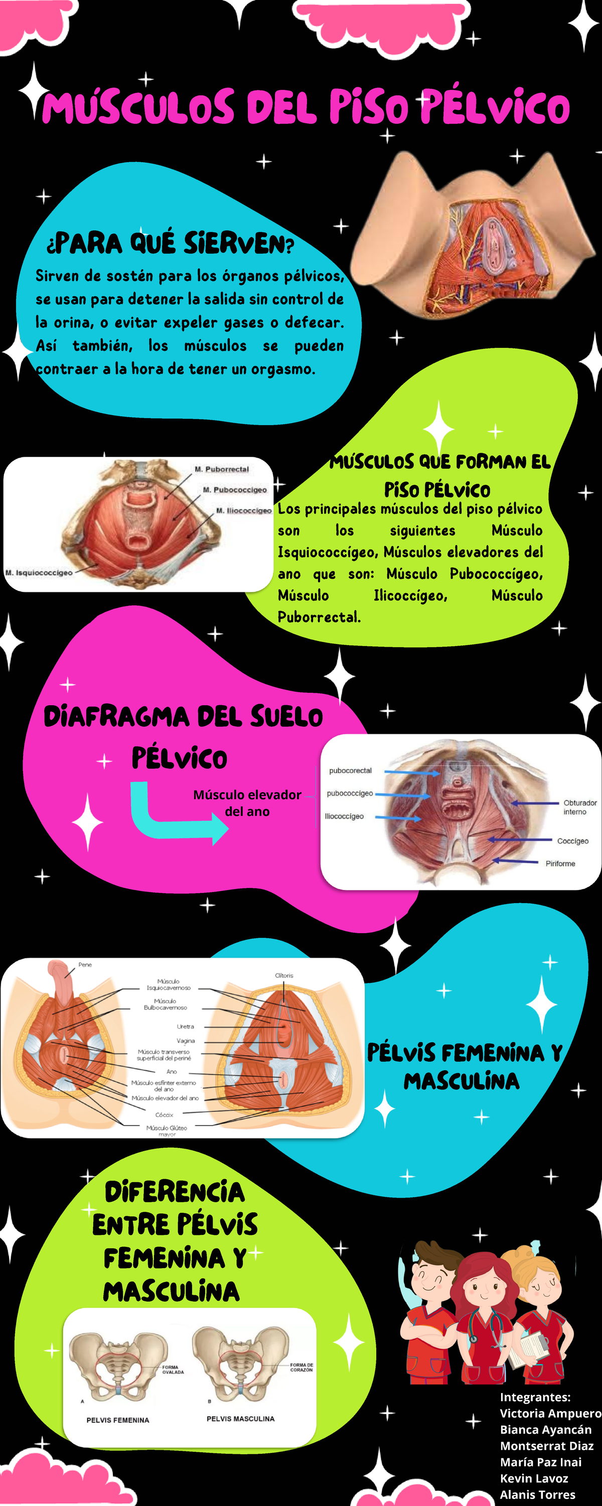 Infografia Anatomia Aplicada - PÉLVIS FEMENINA Y MASCULINA MÚSCULOS DEL ...