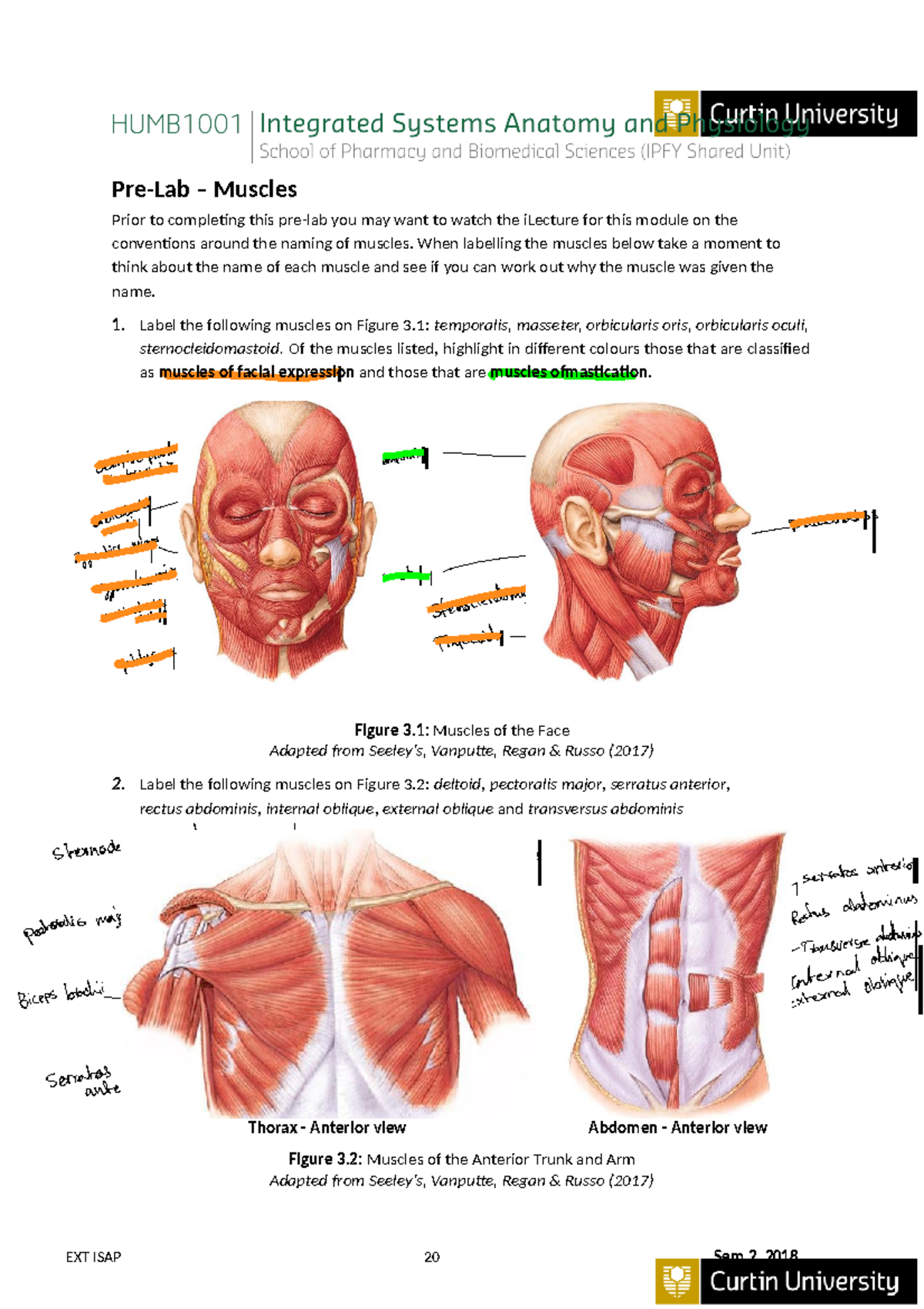 Module 3 pre lab - Pre-Lab – Muscles Prior to completing this pre-lab ...