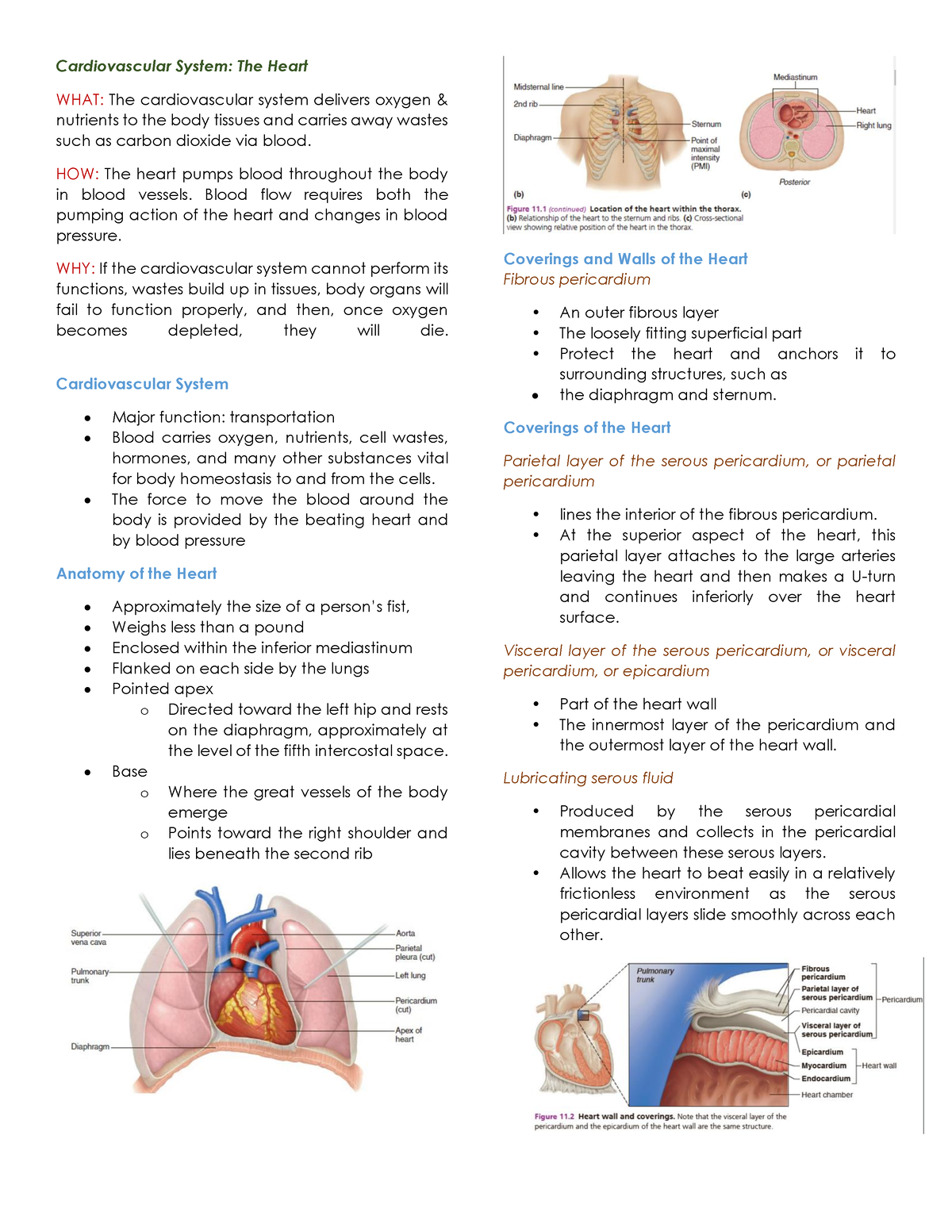 Ana Phy-Reviewer - helpful ito like legit - Cardiovascular System: The ...