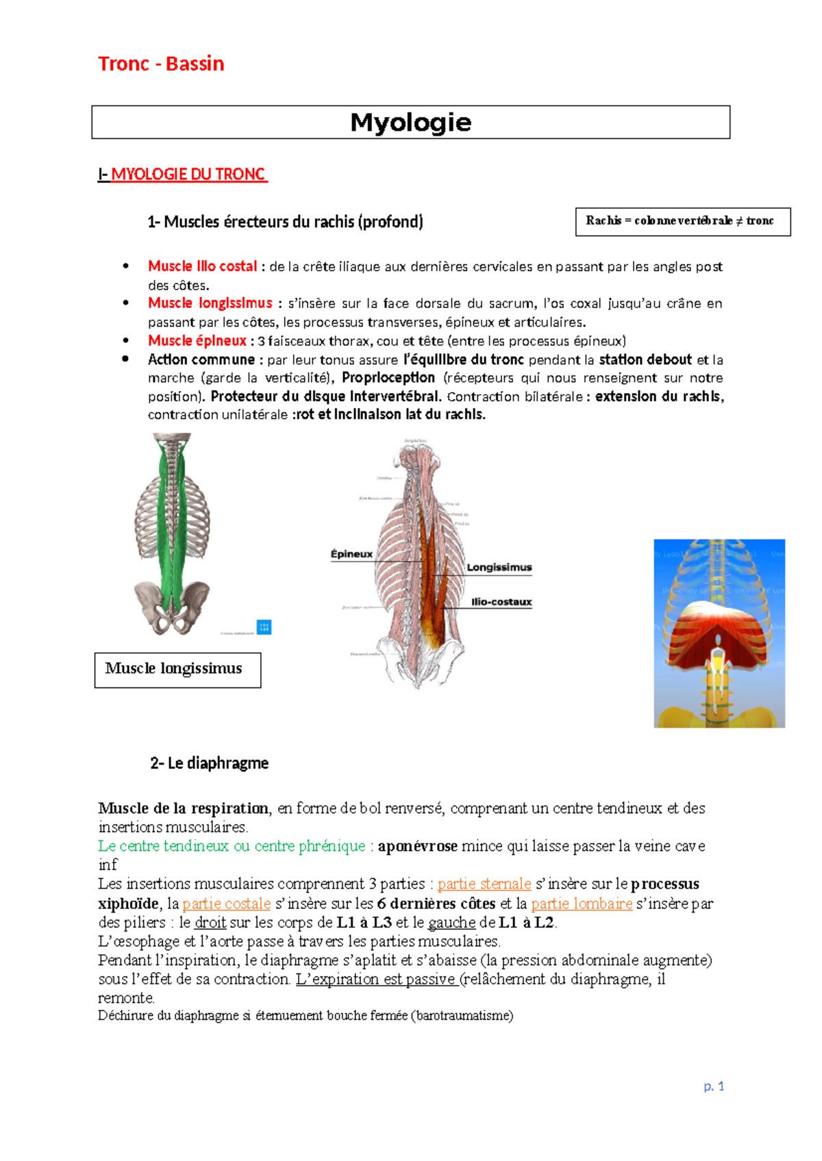 5 Tronc Bassin - myologie - Myologie I- MYOLOGIE DU TRONC 1- Muscles ...