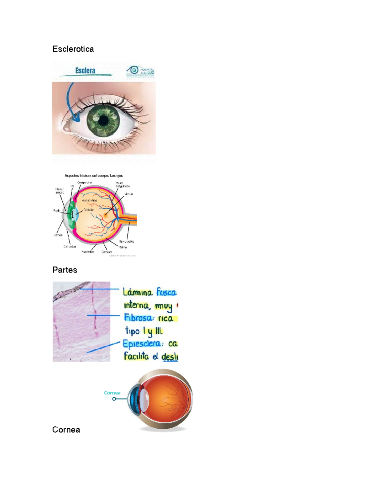 Imagenes Para La Diapositiva Globo Ocular - Morfofisiologia Guias De La ...