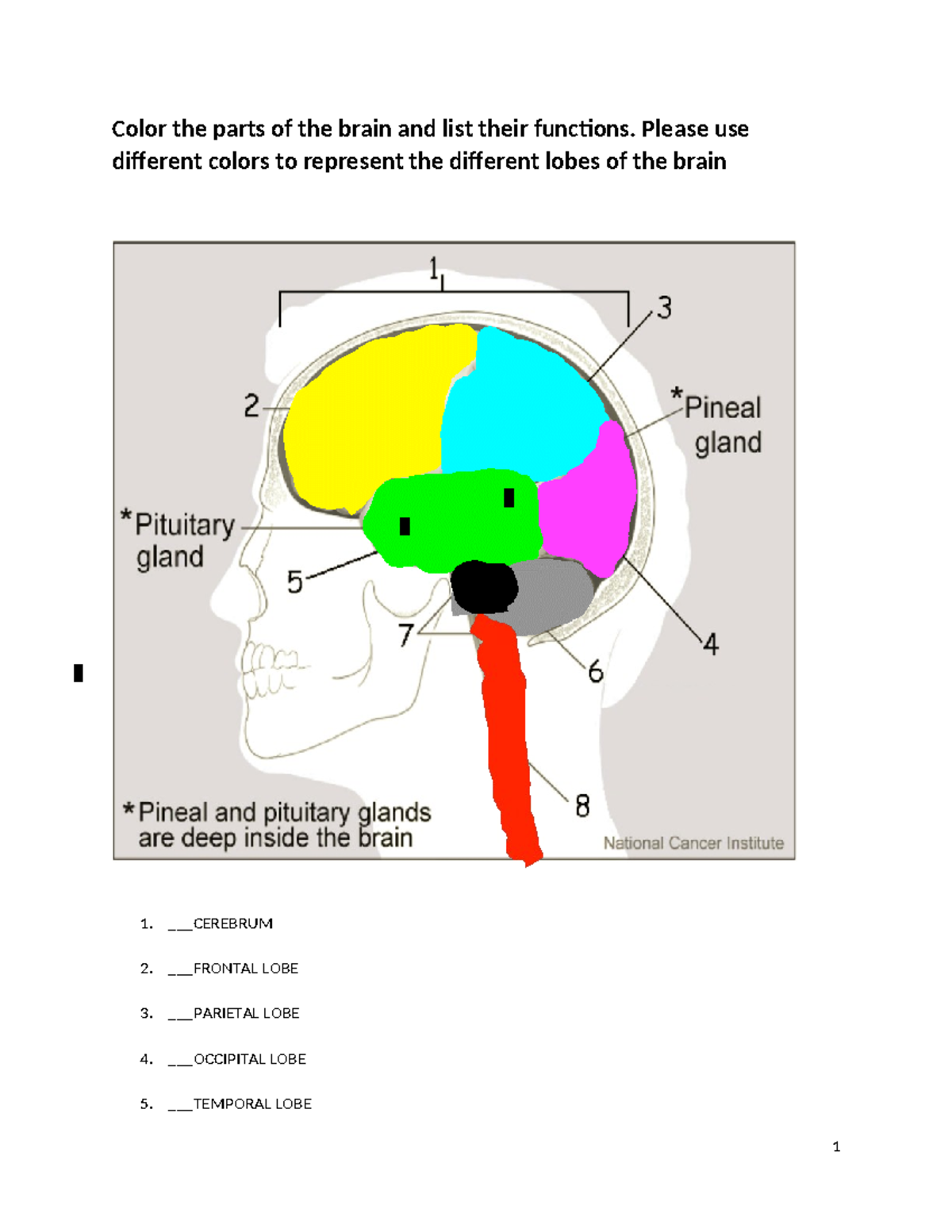Brain bio112 l - bio112 - Color the parts of the brain and list their ...