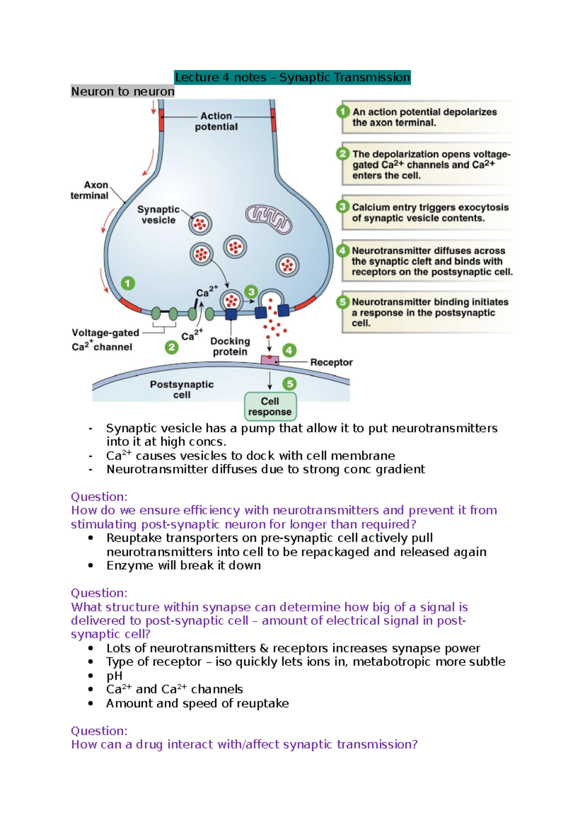 Wk 2 notes - Lecture 4 notes – Synaptic Transmission Neuron to neuron ...