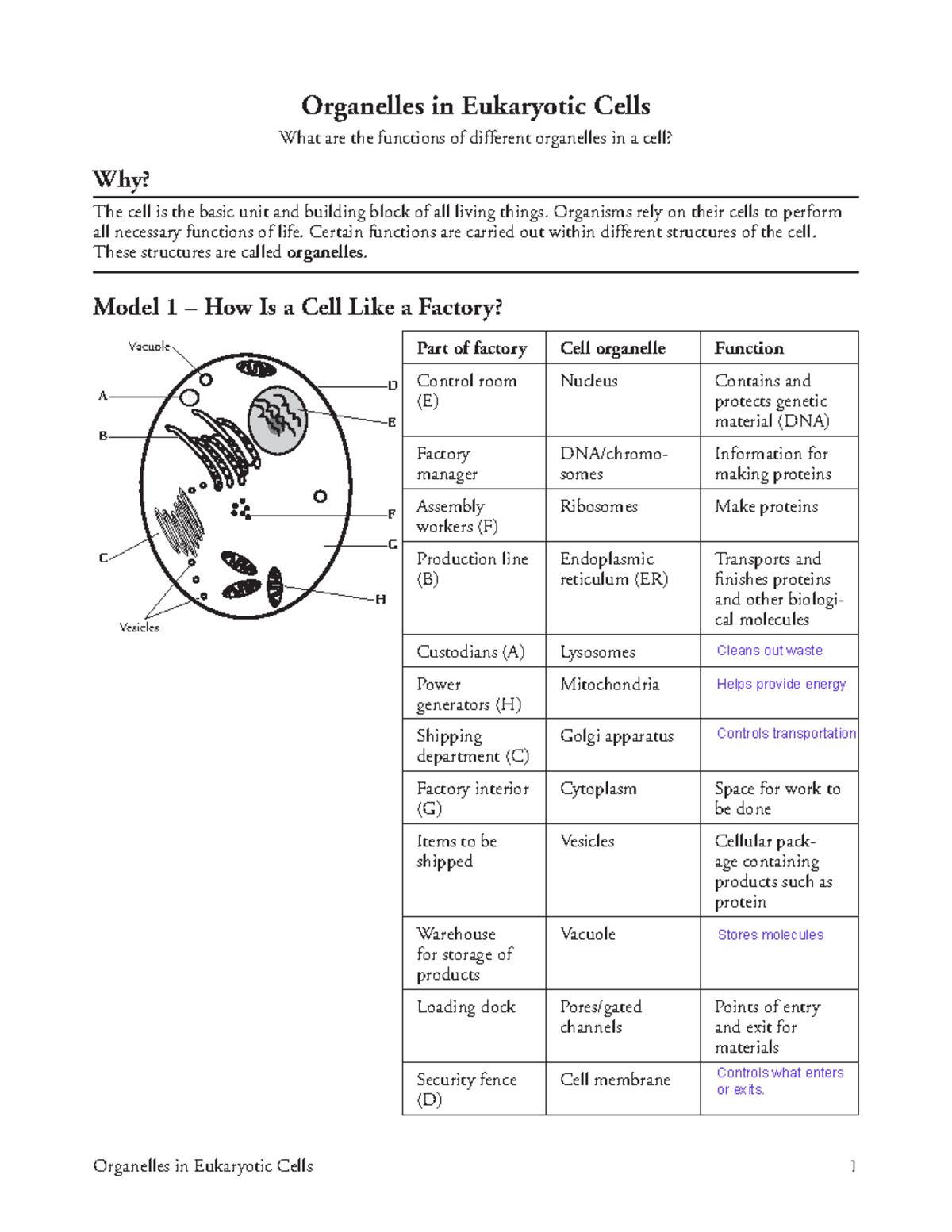 Organelles in Eukaryotic Cells - Organisms rely on their cells to ...