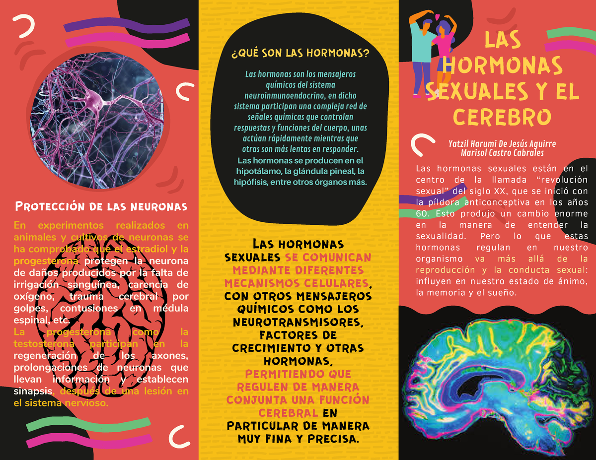 Triptico Cerebro Hormonas Sexuales Las Hormonas Sexuales Y El