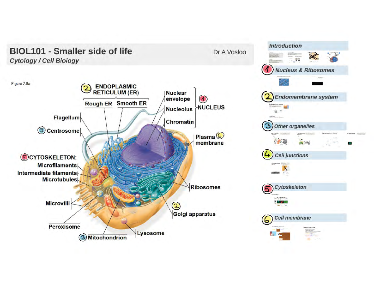Cell Bio prezi brief - It helps - BIOL101 - Studocu