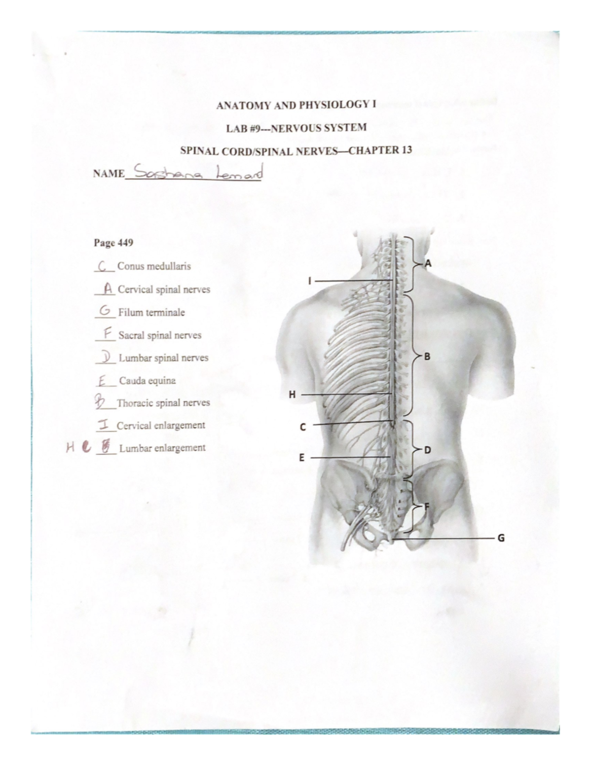 Anatomy And Physiology I Bio 319 Studocu Anatomy And Physiology I Bio 319 Studocu