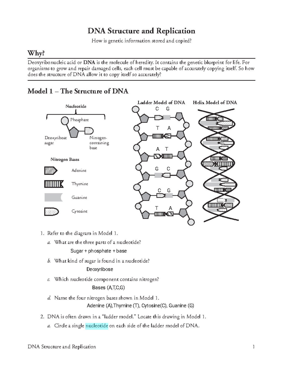 Kami Export - 81999 c89a8d0ab3ea847ff45981 b27ae - DNA Structure and ...
