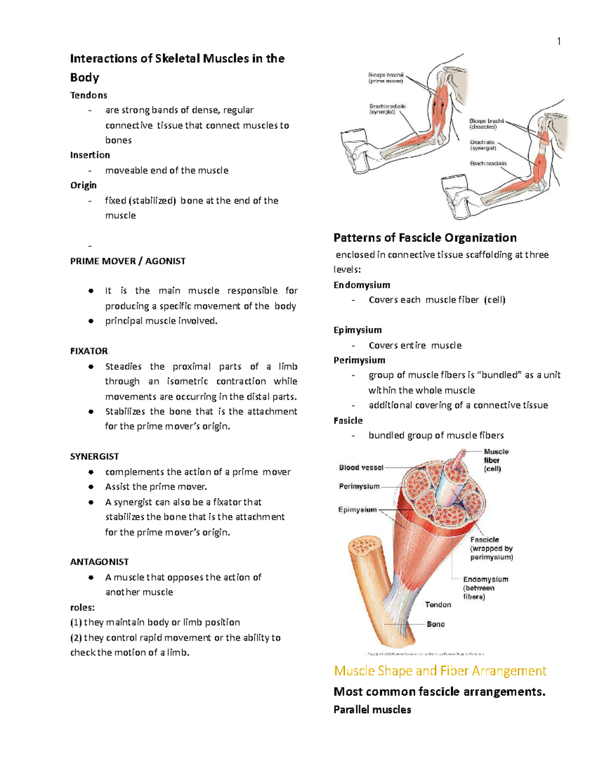 Chapter 11 - ANAPHY - Interactions of Skeletal Muscles in the Body ...