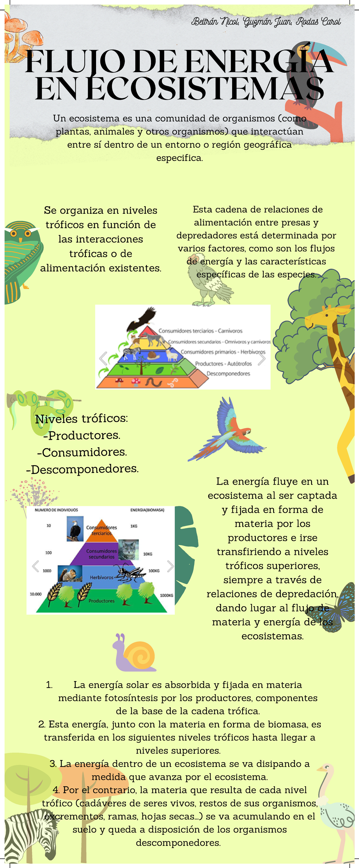 Flujo De Energía En Ecosistemas Flujo De EnergÍa En Ecosistemas Un