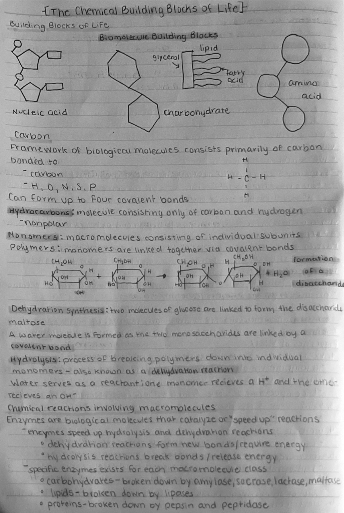 the-chemical-building-blocks-of-life-bio-1404-studocu