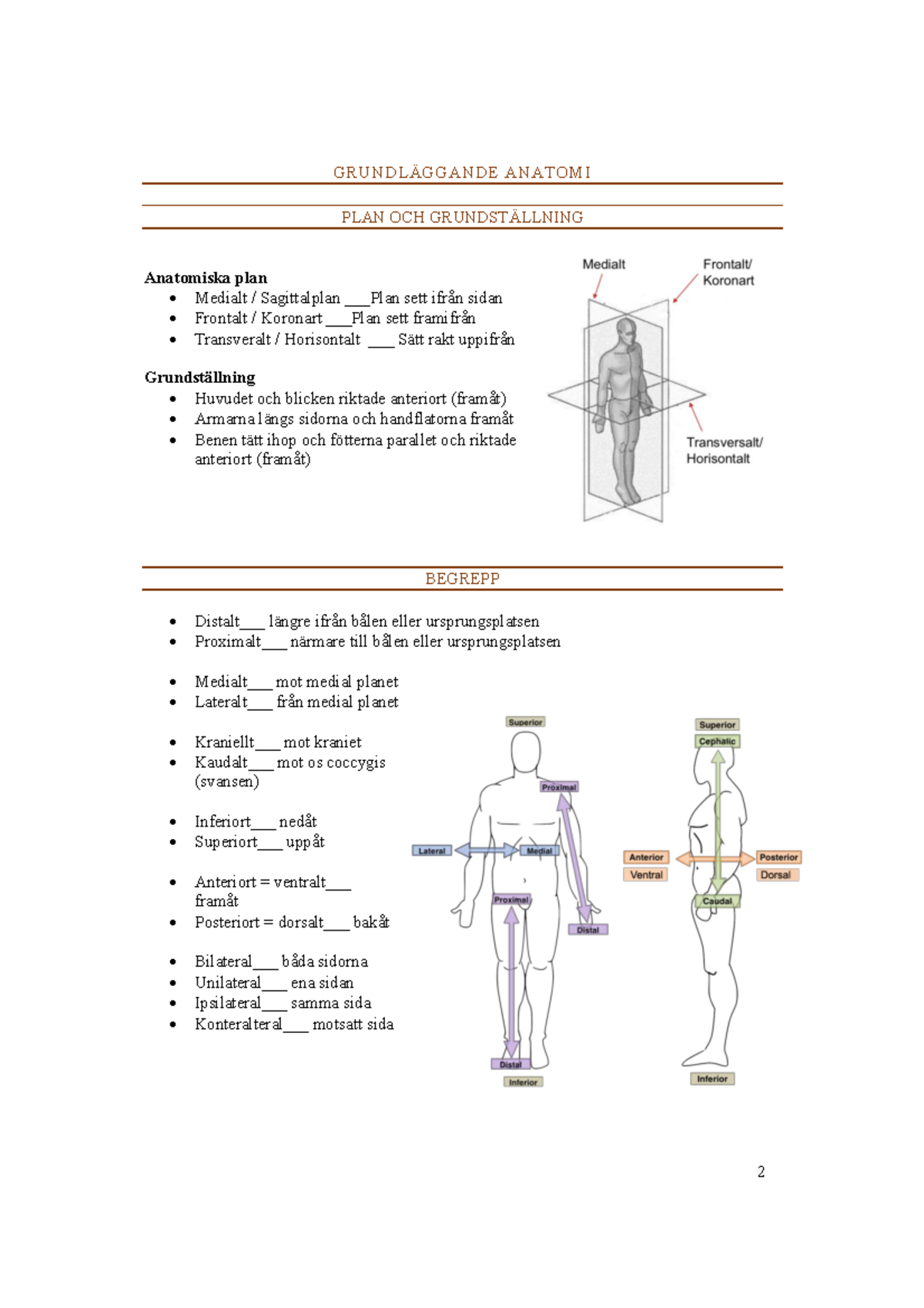 Grundläggande Anatomi - GRUNDLÄGGANDE ANATOMI PLAN OCH GRUNDSTÄLLNING ...
