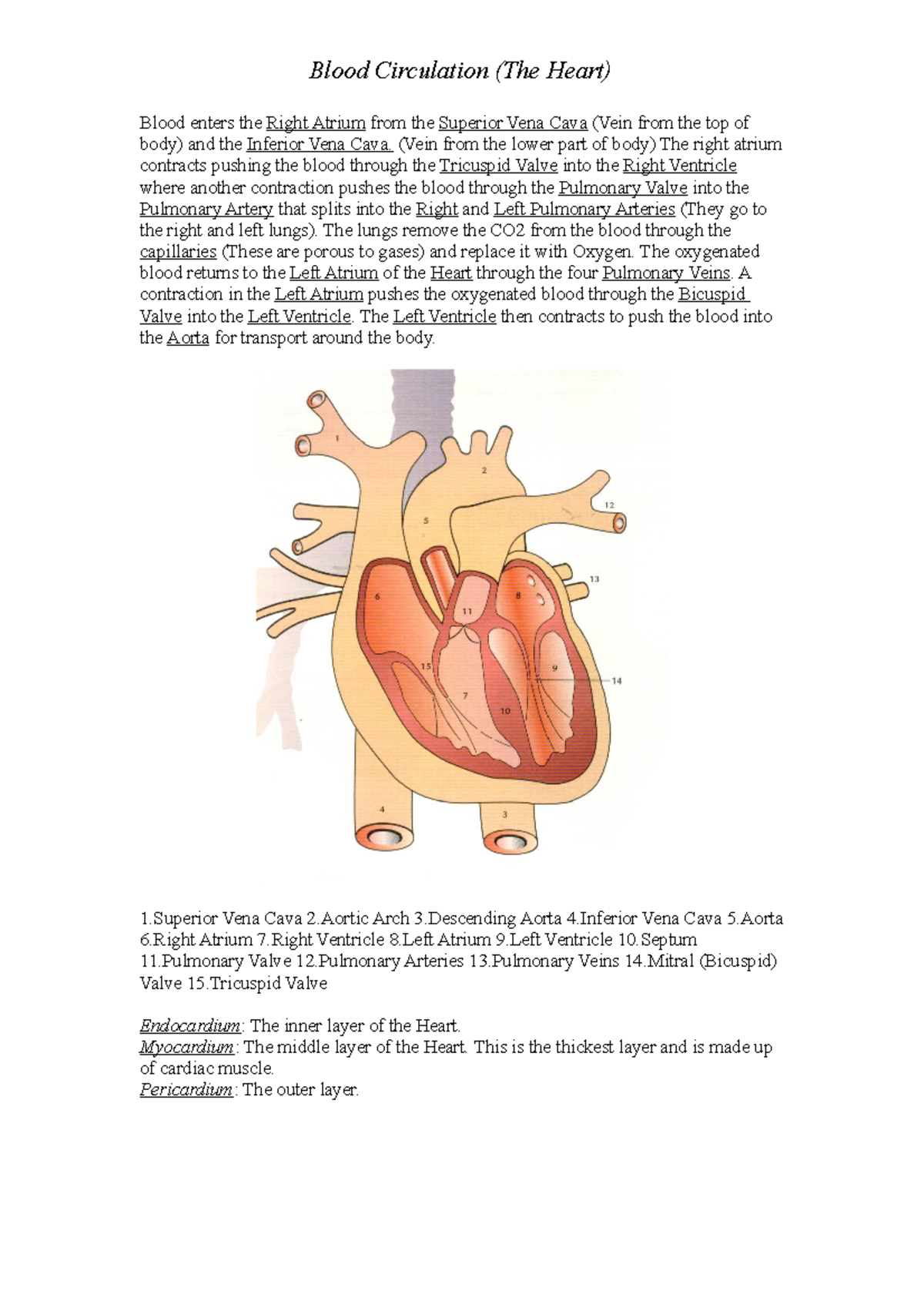 Tutorial work - the heart - Blood circulation and veins - Blood ...
