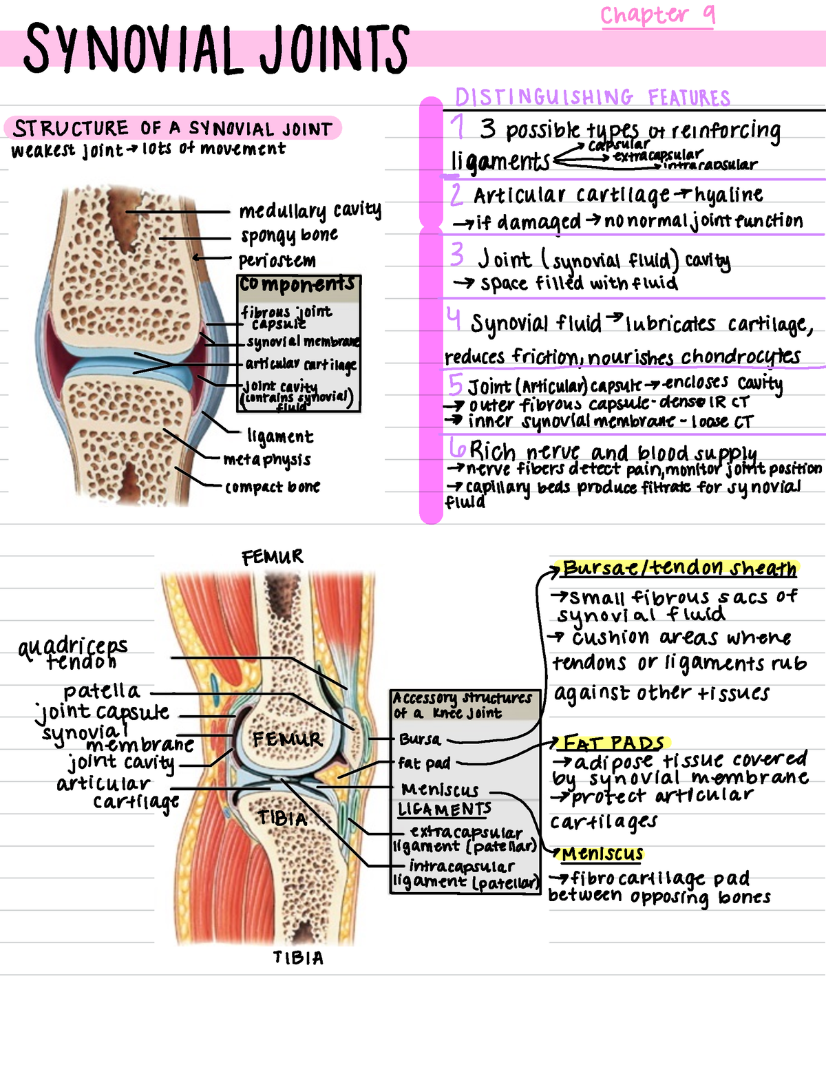 Synovial Joints Chapter 9 SYNOVIAL JOHITS DISTINGUISHING FEATURES