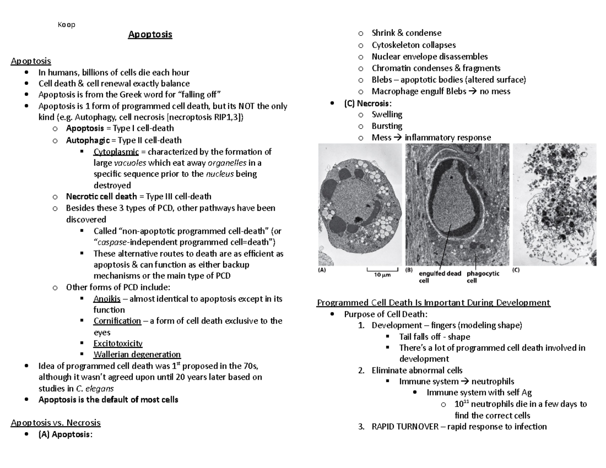 Apoptosis (Types, Proteins, Visualization) #2 - Koop Apoptosis ...