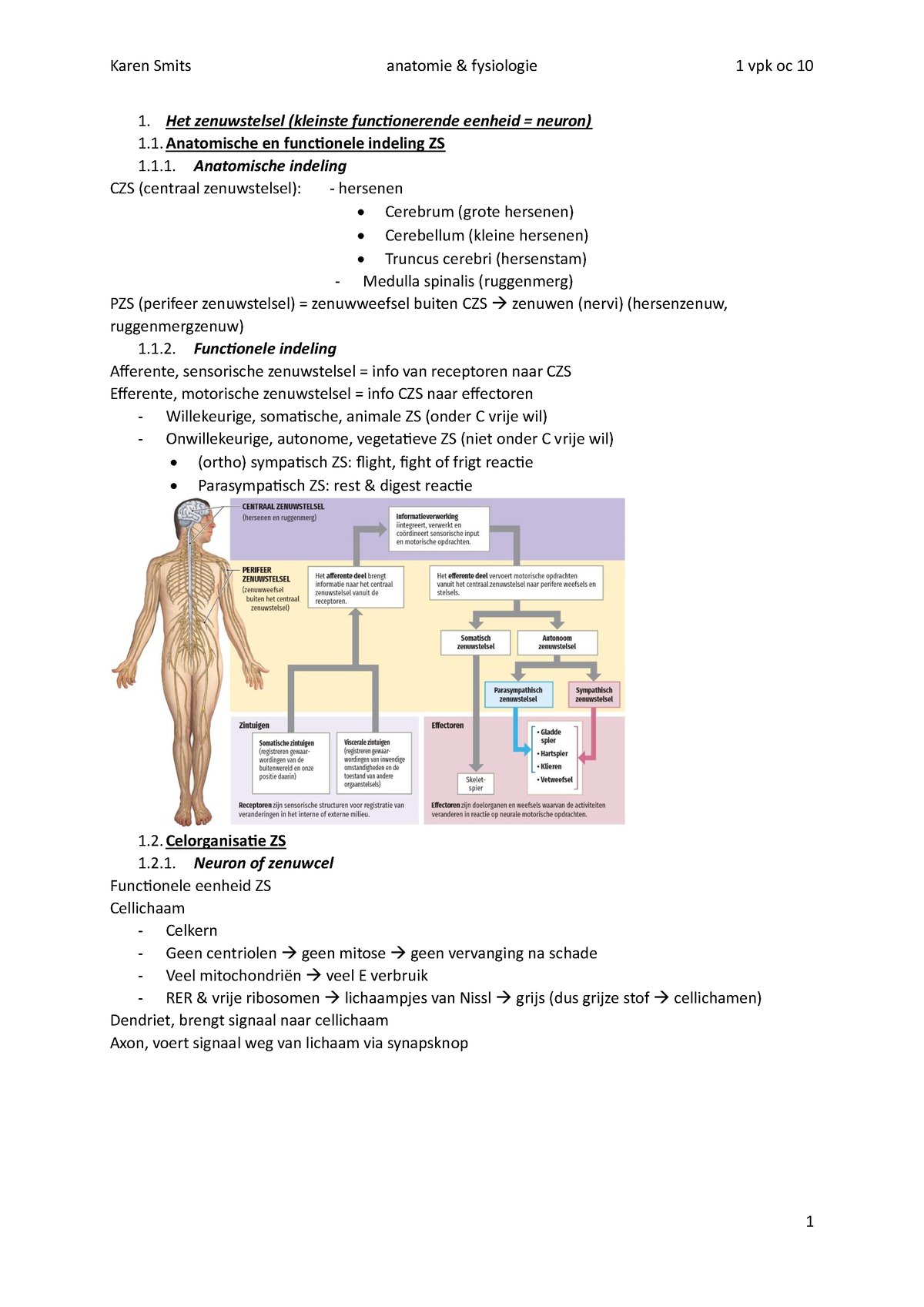 Zenuwstelsel - 1. Anatomische Indeling CZS (centraal Zenuwstelsel ...