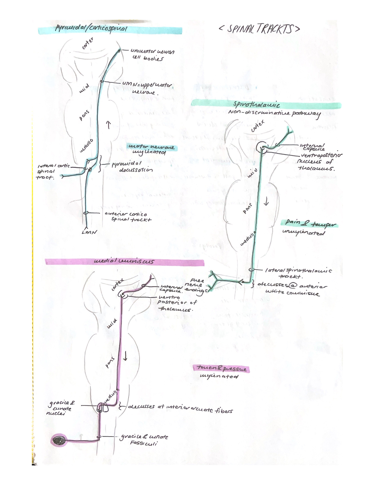 Posterior of - A visual summary of the spina tracts - Biology for ...