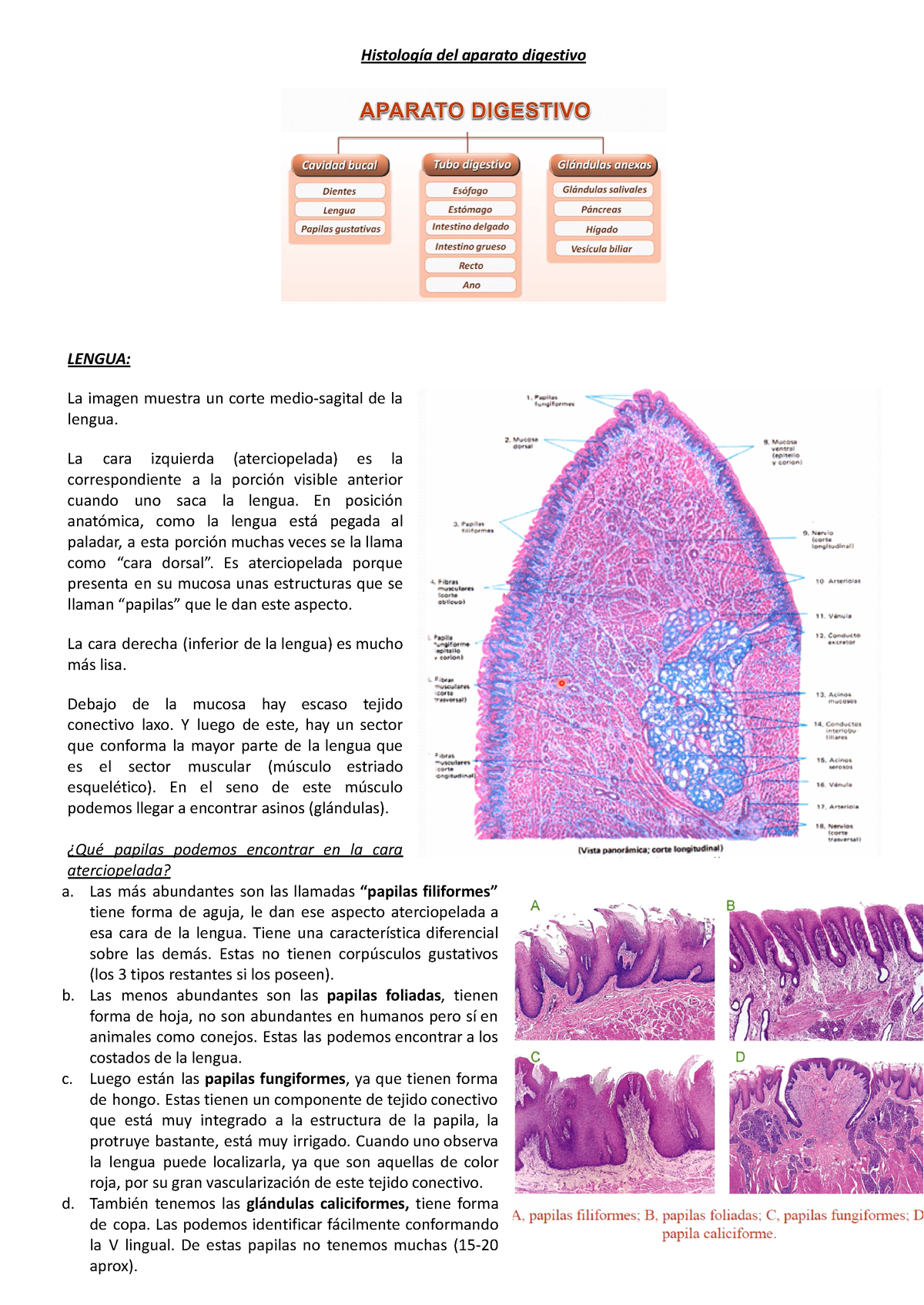 Histologia Aparato Digestivo Histolog A Del Aparato Digestivo Lengua La Imagen Muestra Un