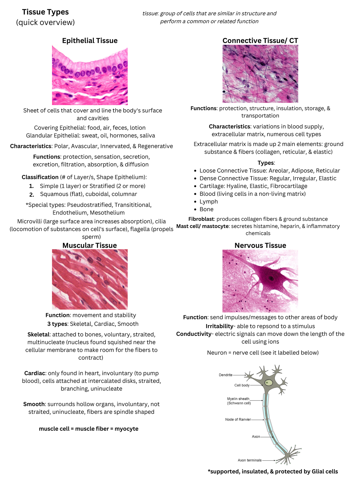 Tissue types - notes - Tissue Types (quick overview) Muscular Tissue ...