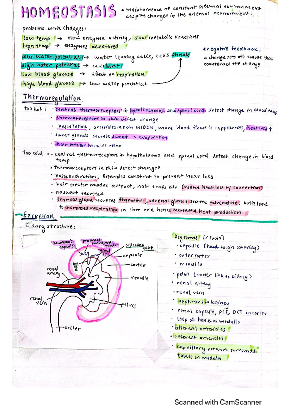 20220613100021 62a70ab5f10fd a2 level biology homeostasis ...