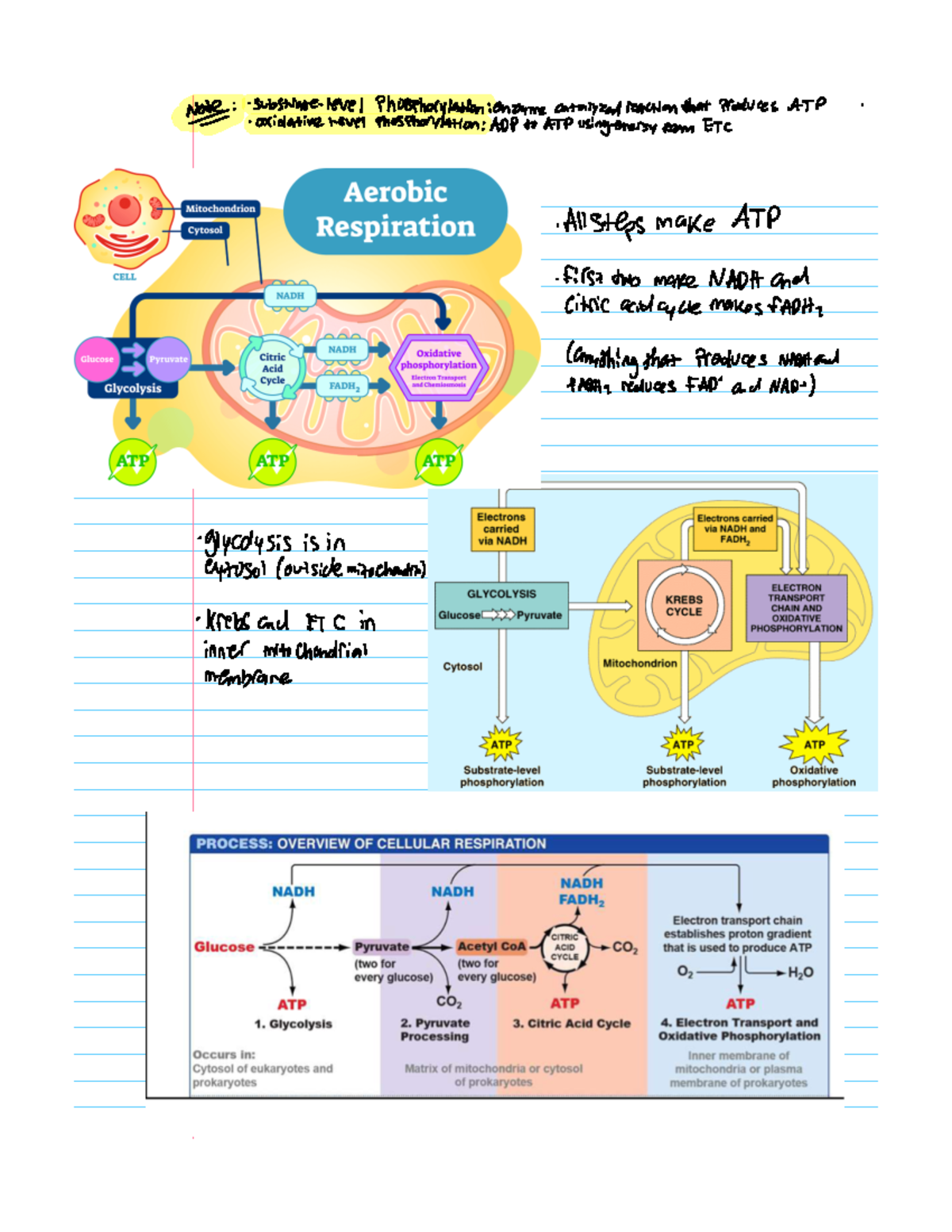 Biology 1113 Respiration cycle notes - Note substratelevel ...