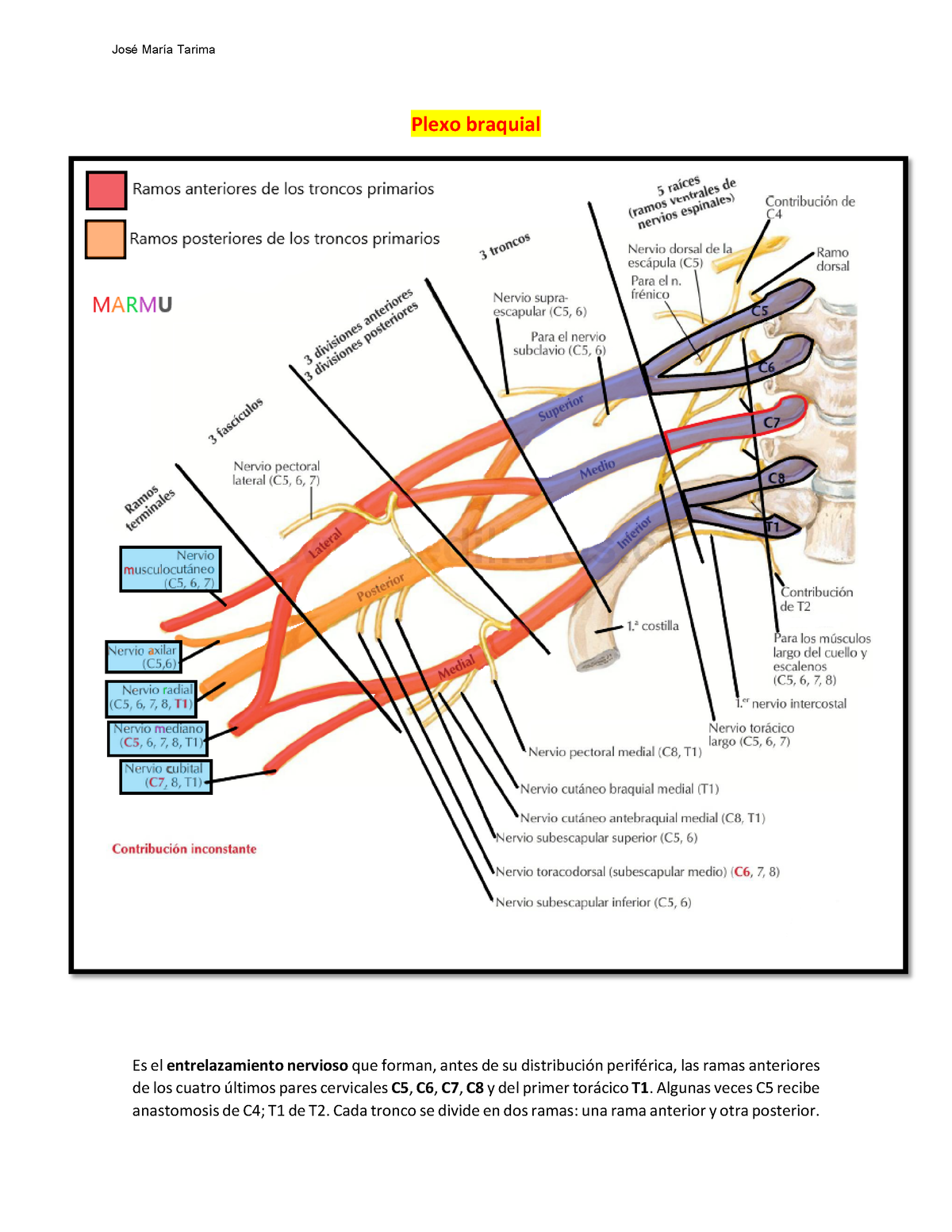 Plexo Braquial - Anatomía Humana - UAGRM - Studocu