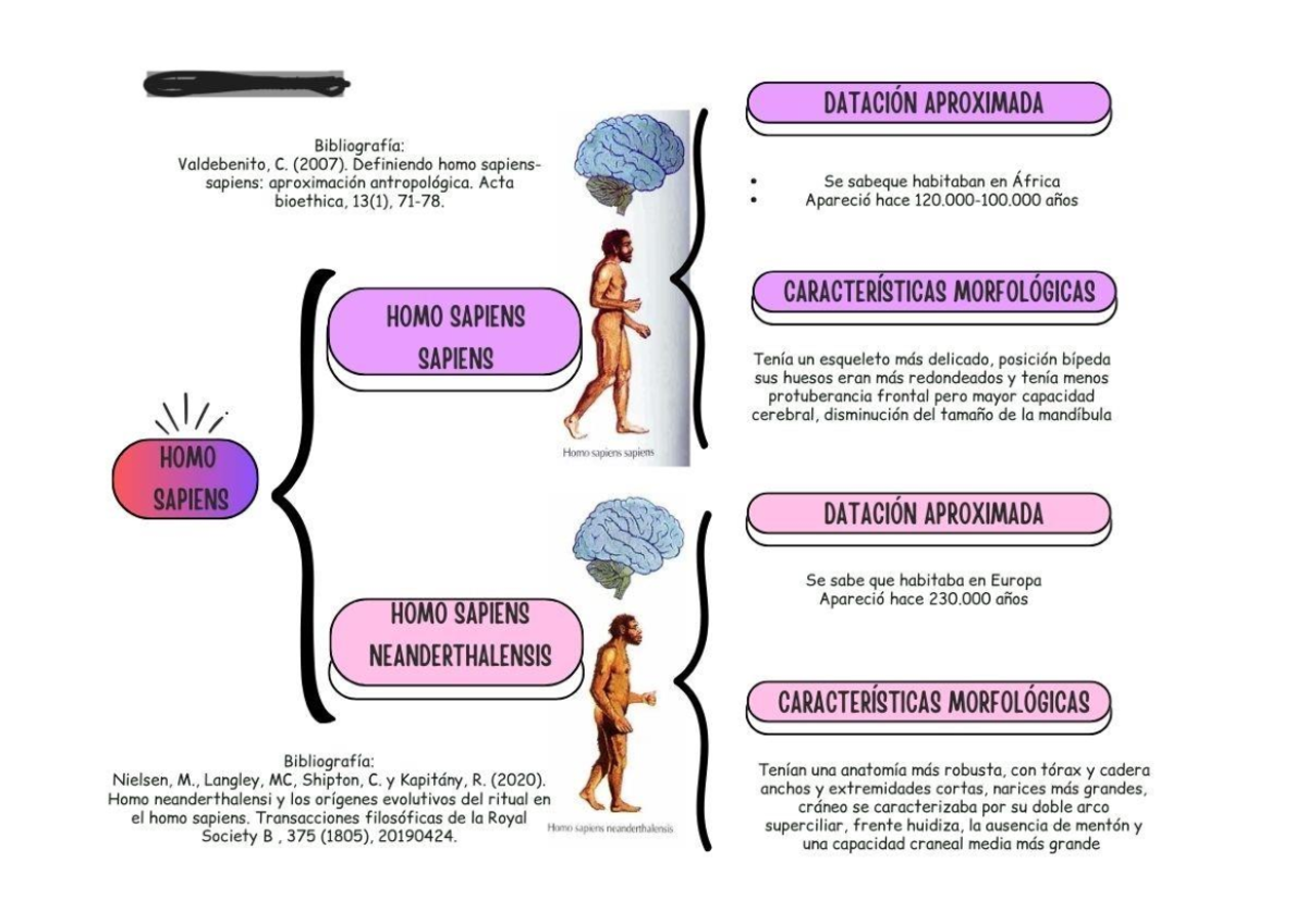 Diferencias Homo Sapiens - Antropología - Barceló - Studocu