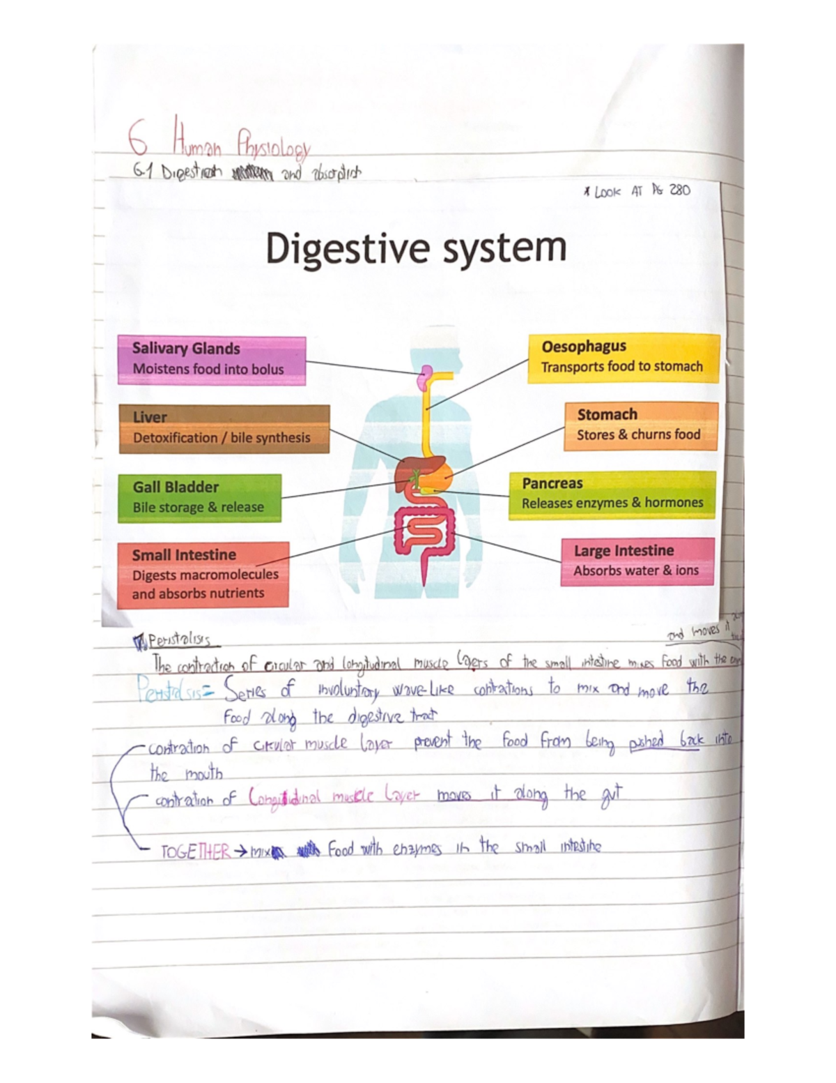 Digestive system - Notes and summary about chapter 6.1 of IB biology ...