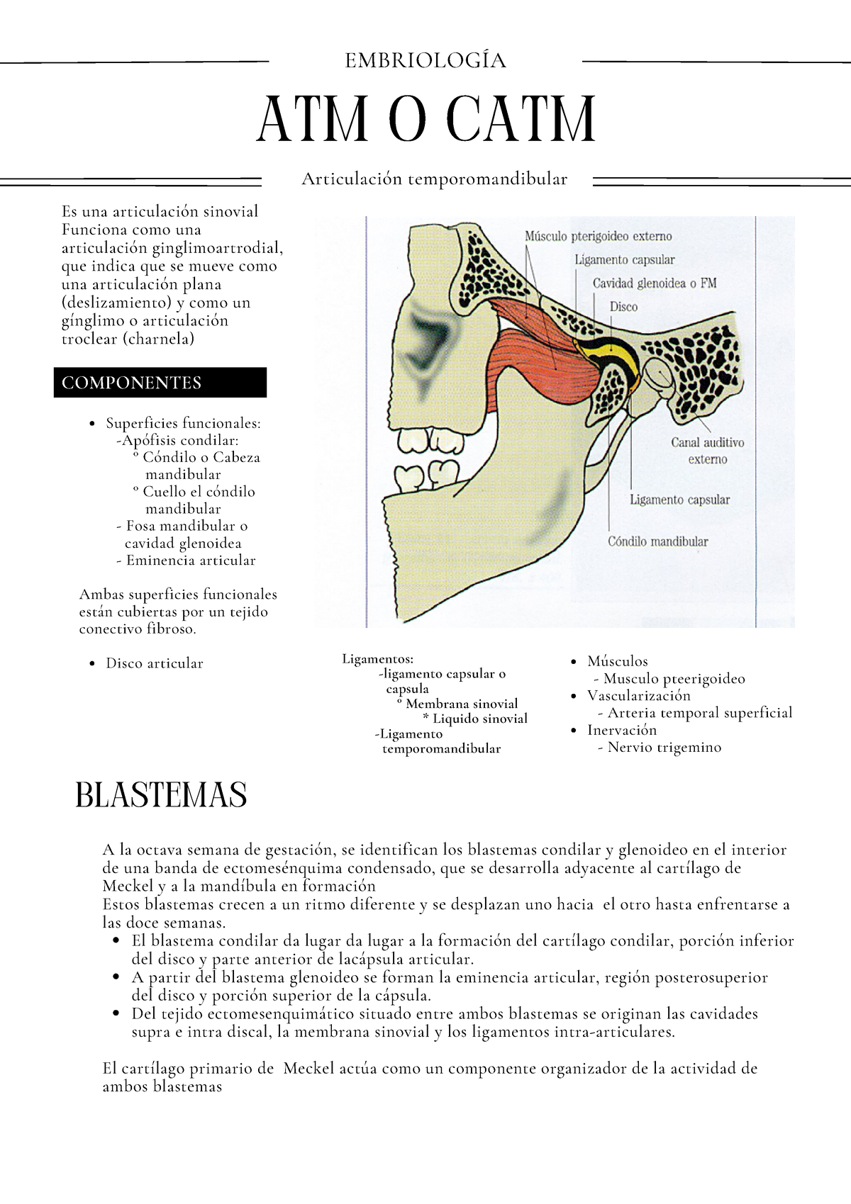 Articulacion Temporomandibular Netter 2175