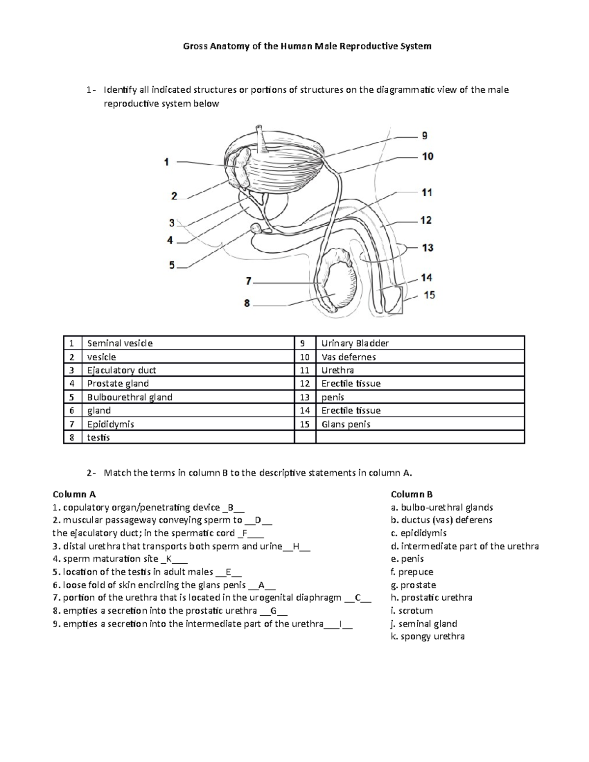 9a Human Male Reproductive System - Gross Anatomy of the Human Male ...