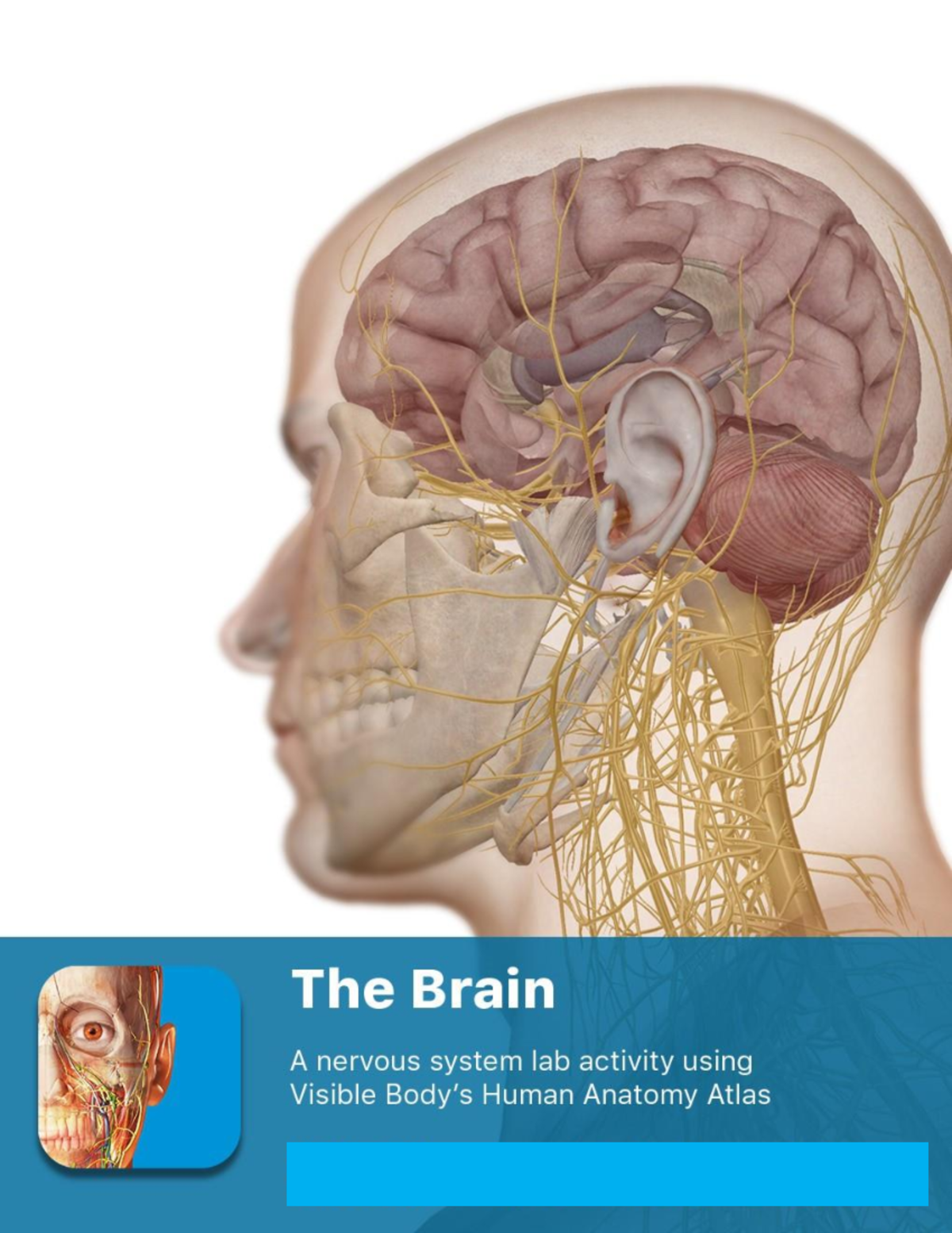 Brain lab activity - LAb - LAB EXERCISES – VISIBLE BODY: HUMAN ANATOMY ...