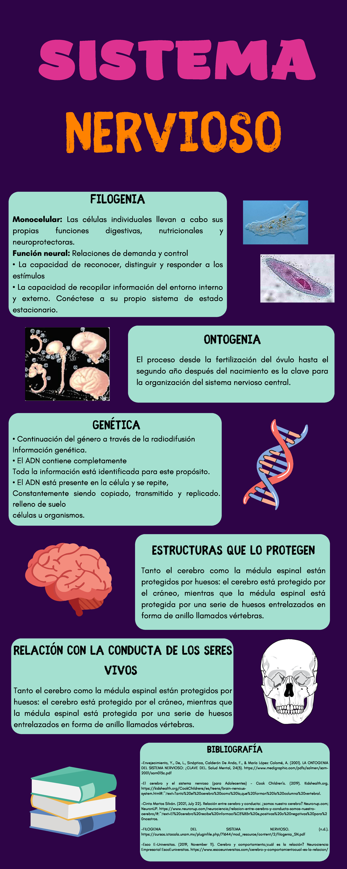 Sistemapresentaci N Sistema Nervioso Sistema Nervioso - vrogue.co