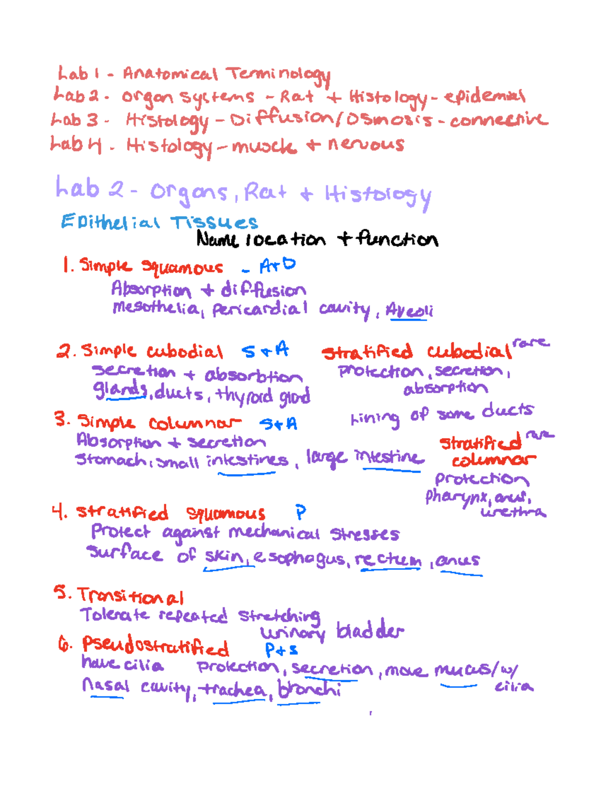 Anatomy lab practical 1 - Lab l Anatomical Terminology Lab 2 organ ...