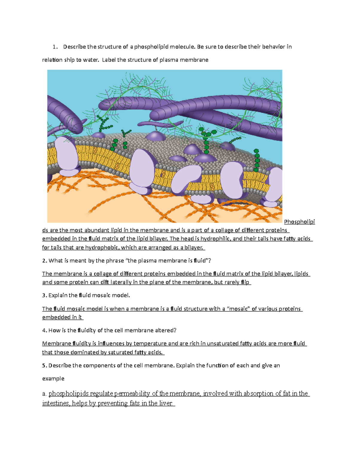 Week 4 - Chapter 7 Cell memebrane Participation work sheet - Describe ...