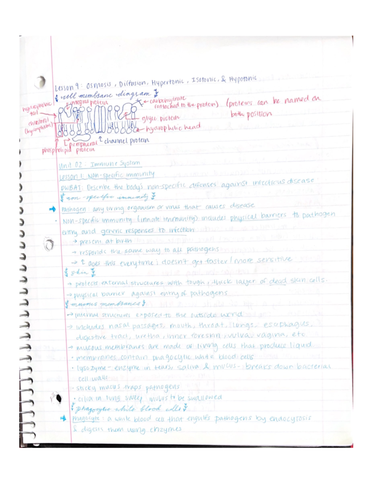 Unit 2 Immune System - Unit 2 material for BIO202 - BIO 202 - Studocu