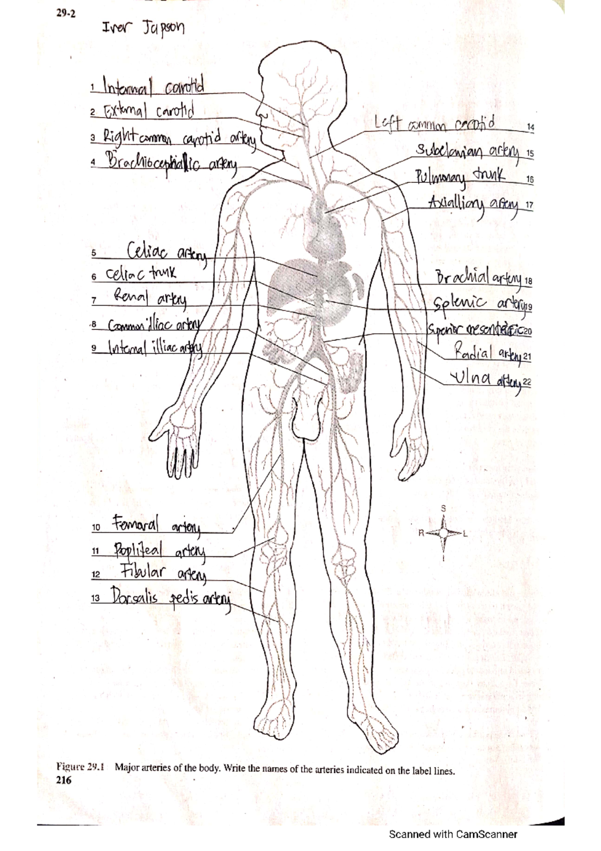 lab-exercise-29-bachelor-of-science-in-nursing-studocu