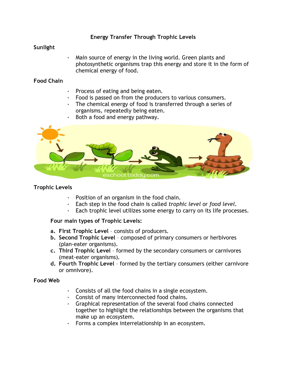 Handout For Energy Flows Through Trophic Levels - Energy Transfer ...